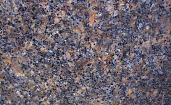Dakota Mahogany (USA) Dakota Mahogany (USA)